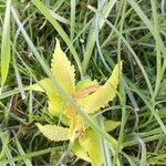 Ulmus carpinifolia Feuille