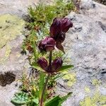 Gentiana purpureaFloro