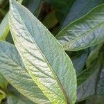 Solanum muricatum Folha