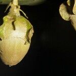 Quararibea bracteolosa Fruto