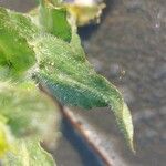 Tephroseris palustris Leaf