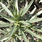 Echium virescens Foglia