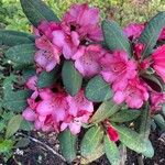 Rhododendron neriiflorum Kvet