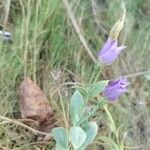 Eustoma exaltatum Cvet