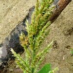 Polypogon viridis Blodyn