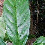 Strombosia pustulata Leaf