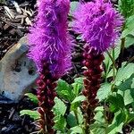 Liatris spicata Flower