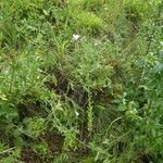 Linum villosum Flor