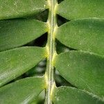 Encephalartos longifolius Hoja