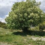 Prunus padus Συνήθη χαρακτηριστικά