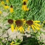 Echinacea paradoxa Flor
