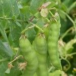 Lathyrus oleraceus Fruit