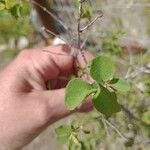 Symphoricarpos oreophilus Leaf