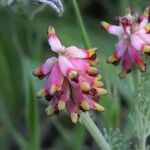 Platycapnos spicata Flor