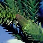 Araucaria muelleri Агульны выгляд