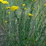 Achillea ageratum Характер