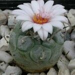 Turbinicarpus schmiedickeanus Квітка