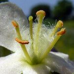 Verbascum × thapsi