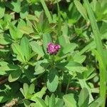 Trifolium usambarense Blüte