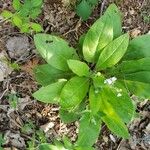 Cynoglossum virginianum Hostoa