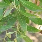 Maytenus boaria Hoja