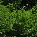 Fallopia japonica Φύλλο