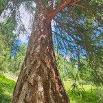 Larix deciduaKůra