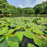 Nuphar lutea Levél