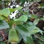 Ficus pumila ᱡᱚ
