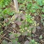 Phyla scaberrima Hoja