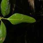 Avicennia bicolor Frugt