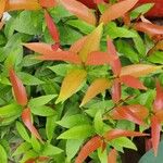 Syzygium myrtifolium ഇല