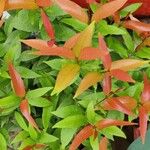 Syzygium myrtifolium Hoja