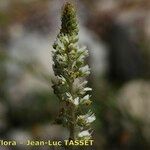 Reseda undata Flower
