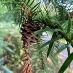 Cunninghamia lanceolata Плод