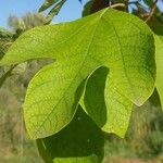 Sassafras albidum Leaf