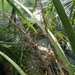 Sabal causiarum Flower