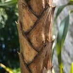 Grammatophyllum speciosum Bark