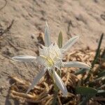 Pancratium maritimumफूल