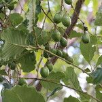 Vitex madiensis Fruto