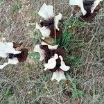 Iris lortetii പുഷ്പം