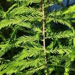 Taxodium distichum Leaf