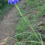 Iris latifolia Habit