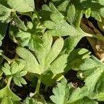 Alchemilla arvensis Leaf