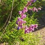 Trichostema lanatum Flor