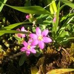 Centaurium chloodes Kwiat