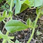 Anthyllis circinnata 葉