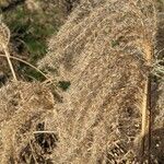 Miscanthus sinensis Gyümölcs