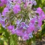 Phlox maculata Blüte