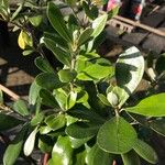 Pittosporum crassifolium Φύλλο